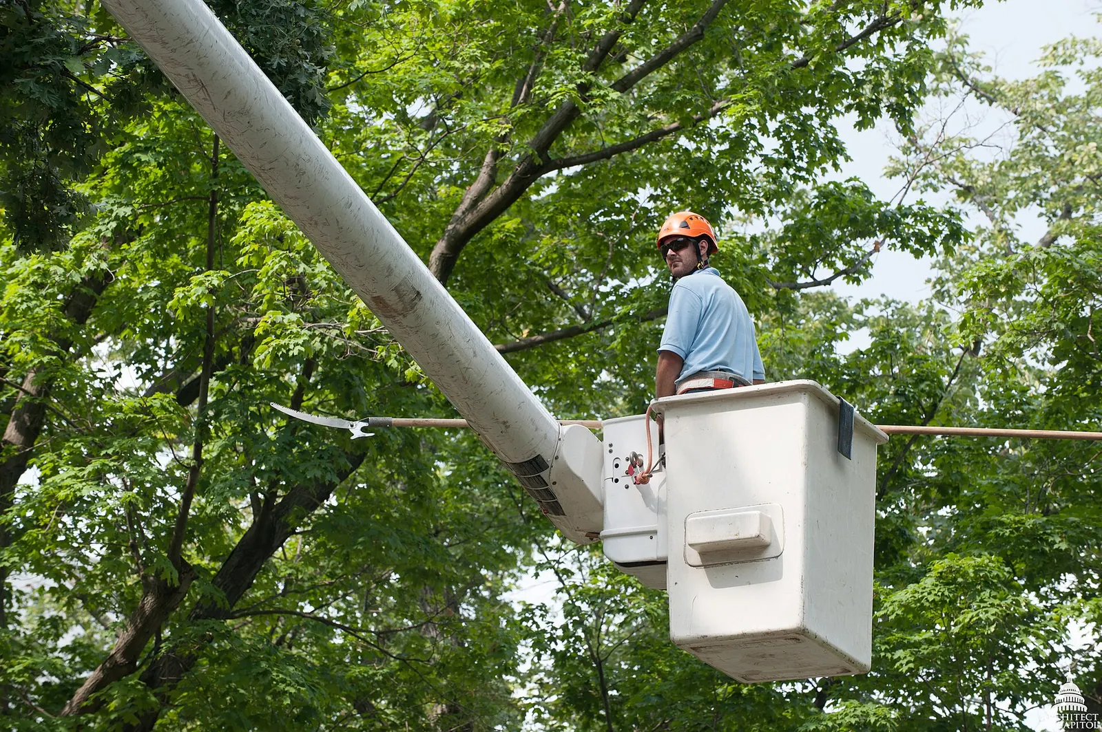 An arborist in a bucket truck among the branches of a tree