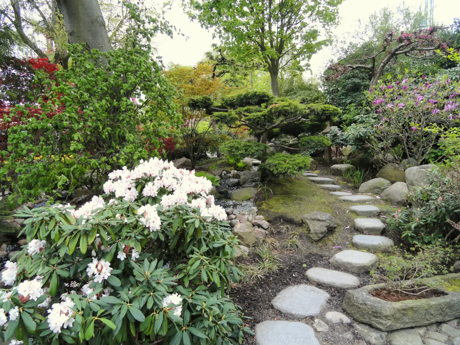 Stepping stones through a garden under flowering shrubs and trees